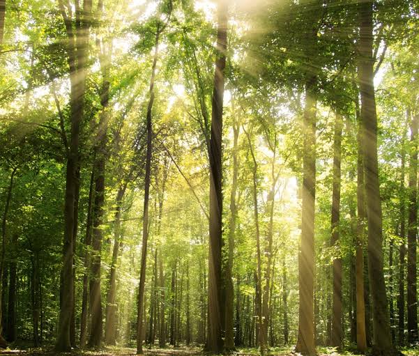 Nature making a rebound in Canadian cities